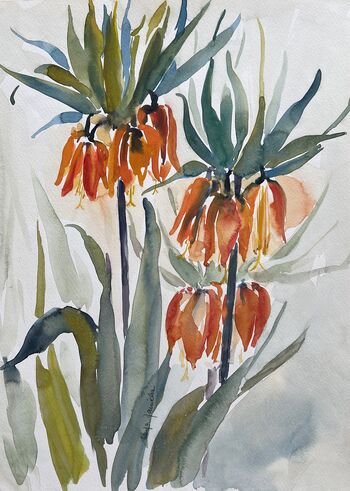 Blume Kaiserkrone Orange Aquarell malen