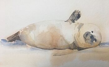 seehund winkend malkurs seehund