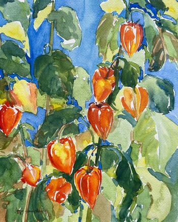Blumen Physalis im Aquarell