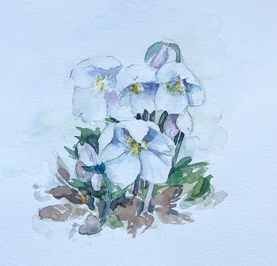 schneerose aquarell blumen malerei winter frühling