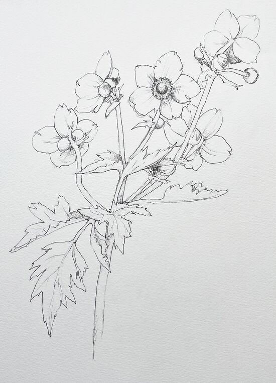 japanische Anemone rosa Blume Sommerblume Aquarell malen zeichnung