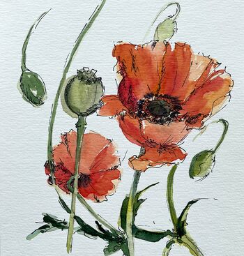 mohn rot aquarell malerei blumen