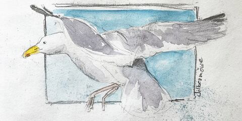 Möwe