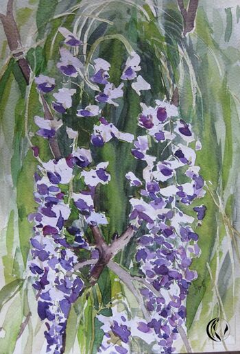 blauregen Blume im Aquarell malen
