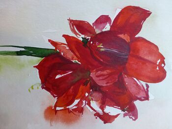amaryllis rot Blume im Aquarell