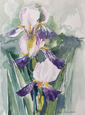 Iris in Lila Blume malen Aquarell