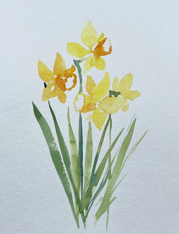 Osterglocken Narzissen Aquarell gelb