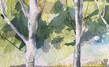 Birken im Aquarell