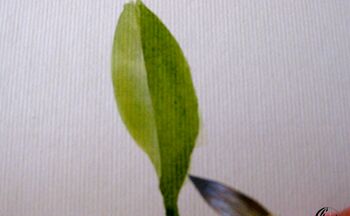 malanleitung aquarell