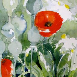 mohn und margeriten aquarell