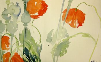 blumen im aquarell mohn