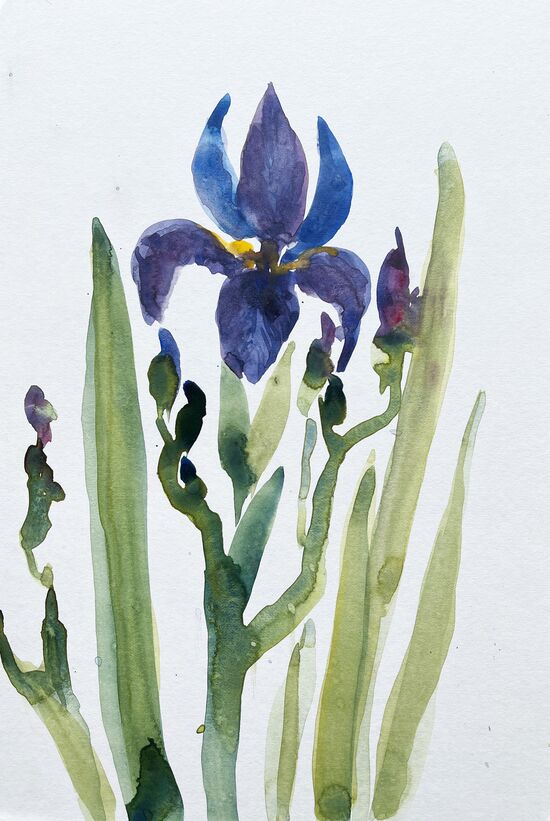 malen am meer iris Iris Lilie in Blau Aquarell malen