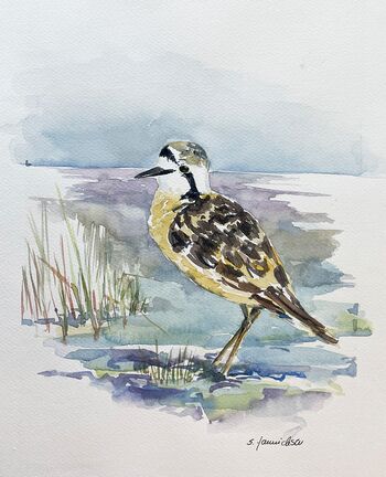 Knutt Vogel Tier Aquarell malen