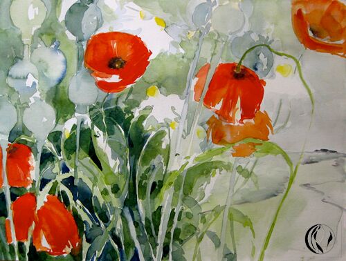 malen am meer mohn roter Mohn mit Margeriten