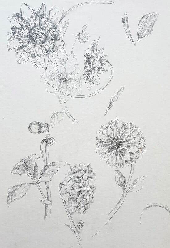 Dahlien Zeichnung Blumen Liner Kugeldahlien
