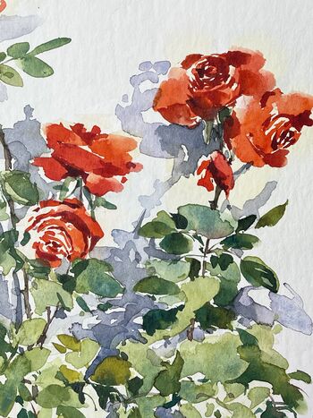 rote Rosen Klassiker Aquarell