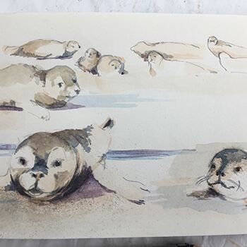 malkurs seehunde
