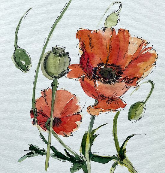 mohn rot aquarell malerei blumen