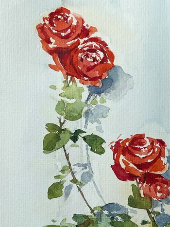 rote Rosen im Aquarell