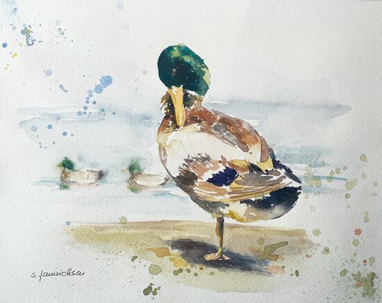 malen am meer ente ente erpel auf einem Bein Aquarell