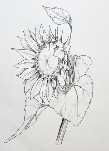 Sonnenblume Zeichnung Liner Blume
