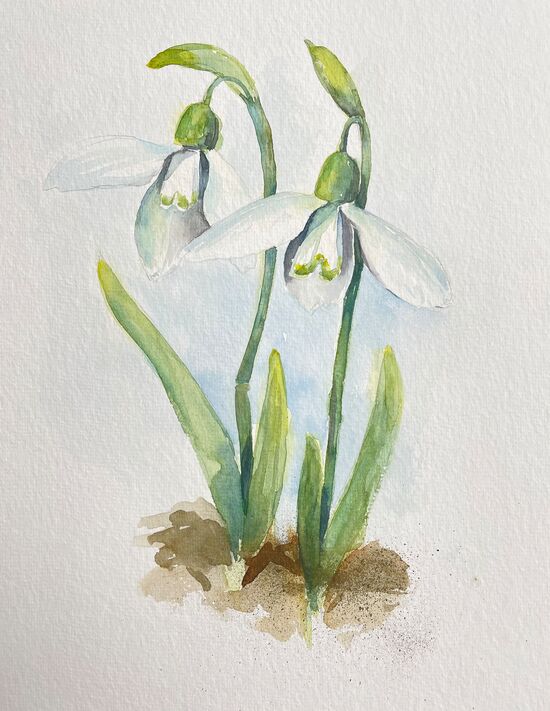 Schneeglöckchen Studie gemalt im Aquarell
