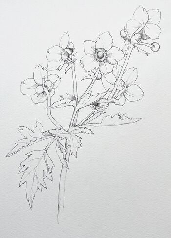 japanische Anemone rosa Blume Sommerblume Aquarell malen zeichnung