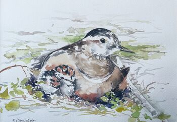 Wachtel Tier mit Küken Aquarell