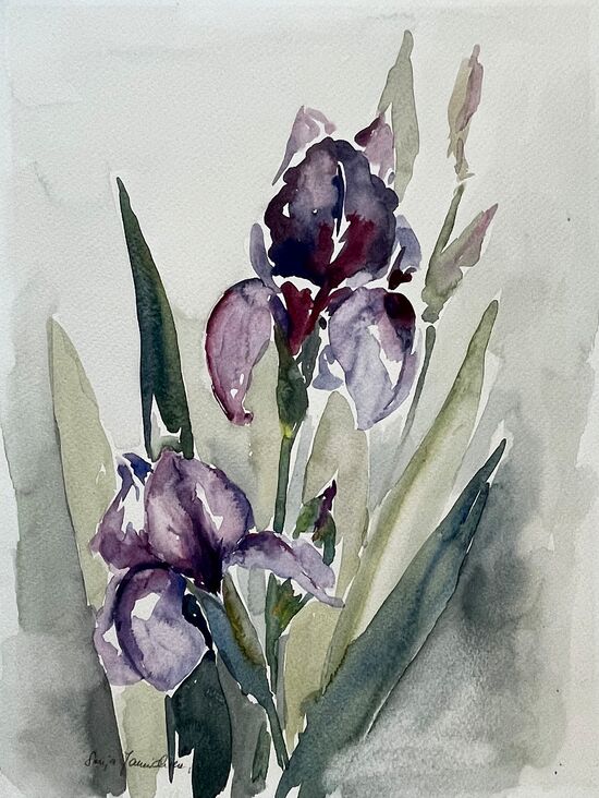 iris aquarell malerei garten blumen