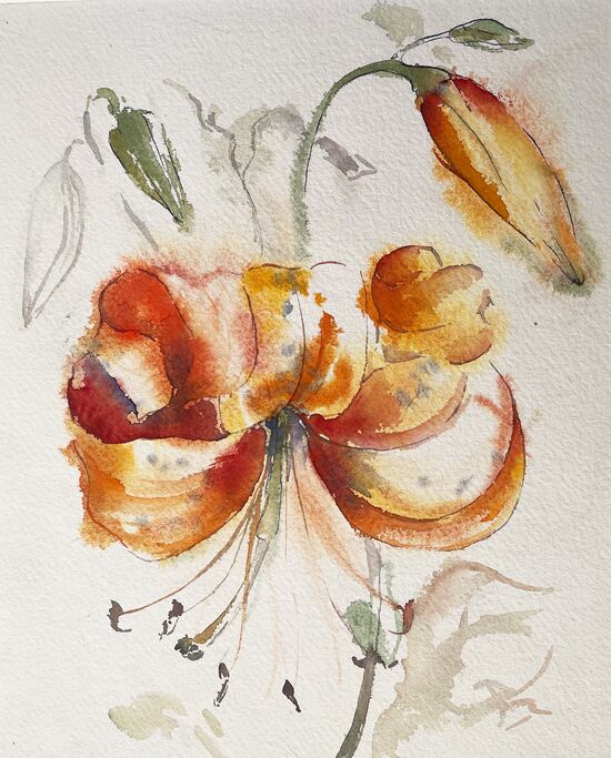 malen am meer tigerlilie Tigerlilie Lilie Blume im Aquarell
