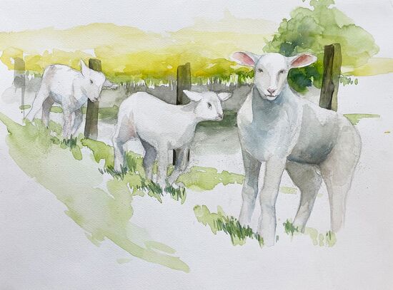 Schaf Lämmer Tier süß malen Aquarell