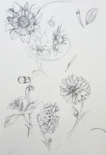 Dahlien Zeichnung Blumen Liner Kugeldahlien