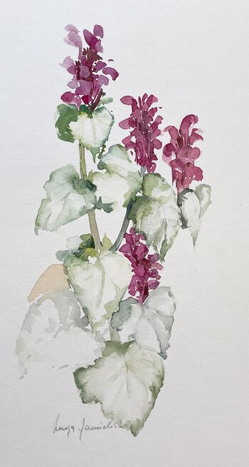 Taubnessel lila Blume malen Aquarell