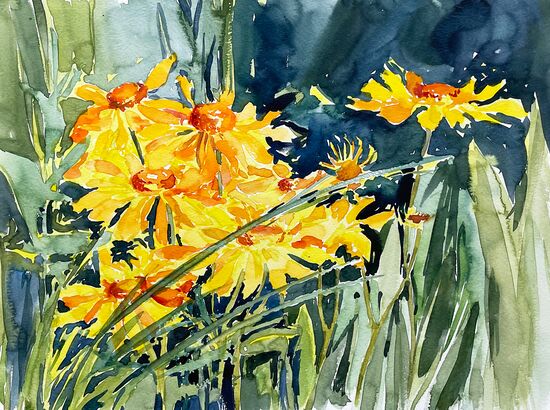 malen am meer helihopsis helihopsis helianthoides Sonnenblume gelb Blumen malen Aquarell