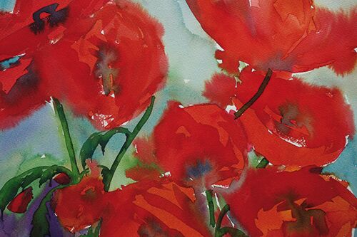 malen am meer roter mohn Roter Mohn Blume im Aquarell