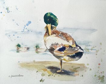 ente erpel auf einem Bein Aquarell