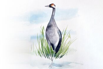 stehender Kranich Aquarell malen zeichnen