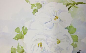 aquarell weiße rose