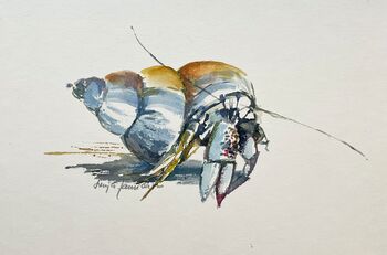 Krabbe Krebs Einsiedlerkrebs Wellhornschnecke Aquarell Tier
