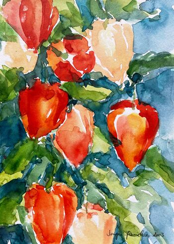 Physalis Blume im Aquarell