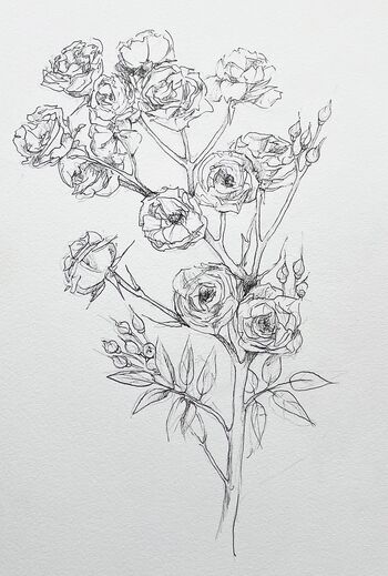 Rose Babyrose Zeichnung