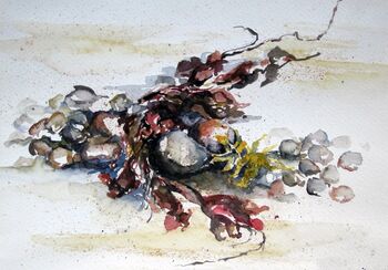 Strandgut Algen Steine Meer Aquarell malen