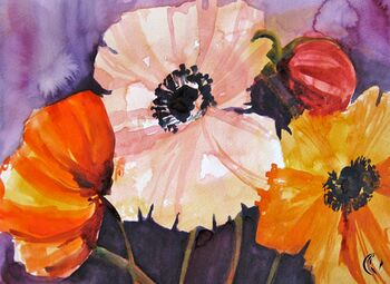 rosa Mohn türkischer Mohn Aquarell Blume