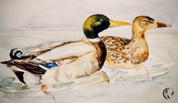 tier erpel und ente aquarell