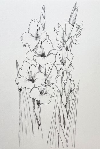 Gladiolen Blume Zeichnung Liner