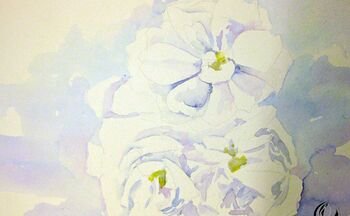 aquarell rose