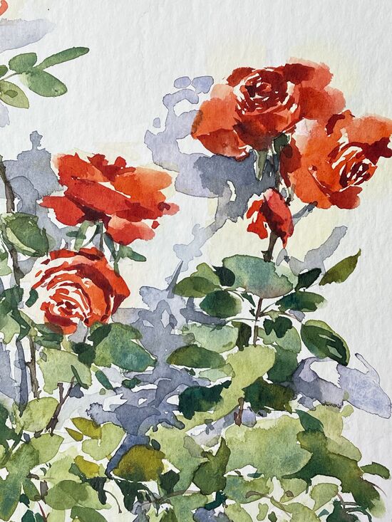 rote Rosen Klassiker Aquarell