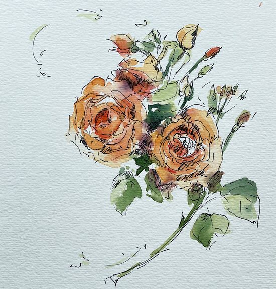 sketch rose orange malerei blumen
