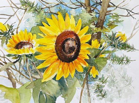 malen am meer sonnenblume mit tanne Sonnenblume mit Tanne Aquarell malen Blumen