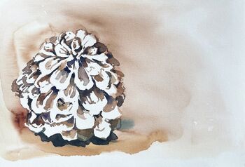 zapfen pinienzapfen Aquarell
